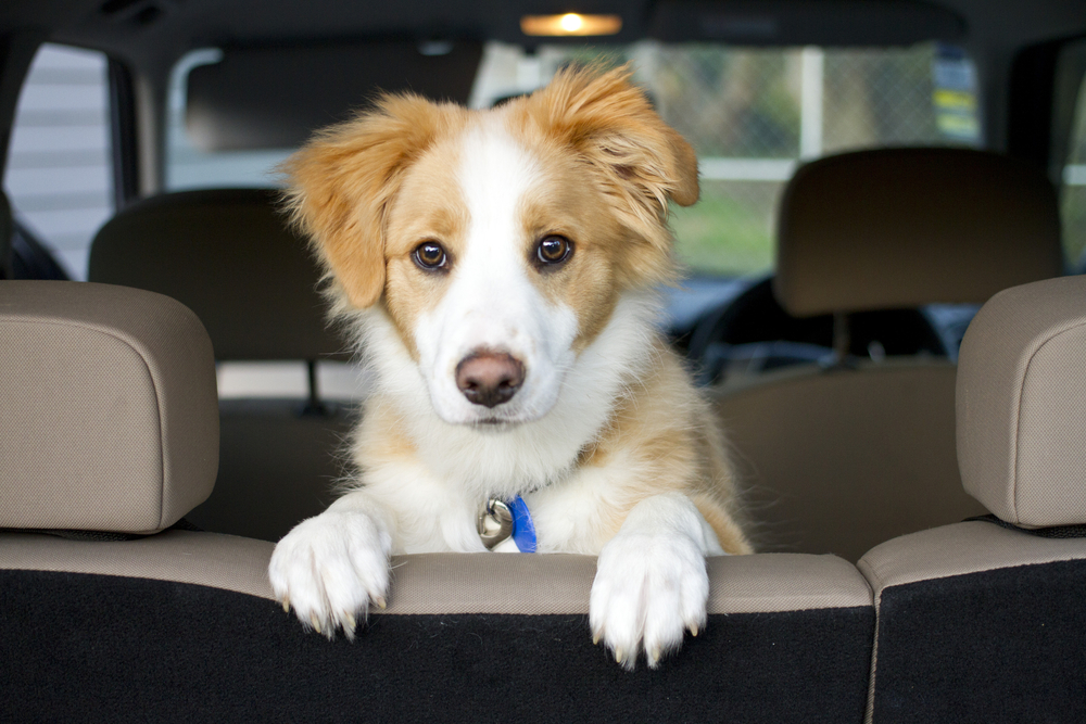 Adorable puppy ready for car travel adventure