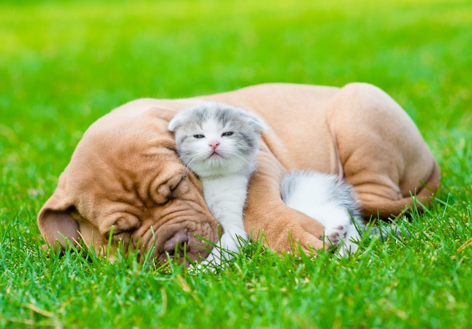 Adorable sleeping puppy and kitten on grass