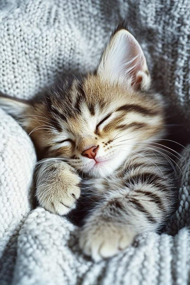 Adorable sleeping tabby kitten wrapped in cozy blanket
