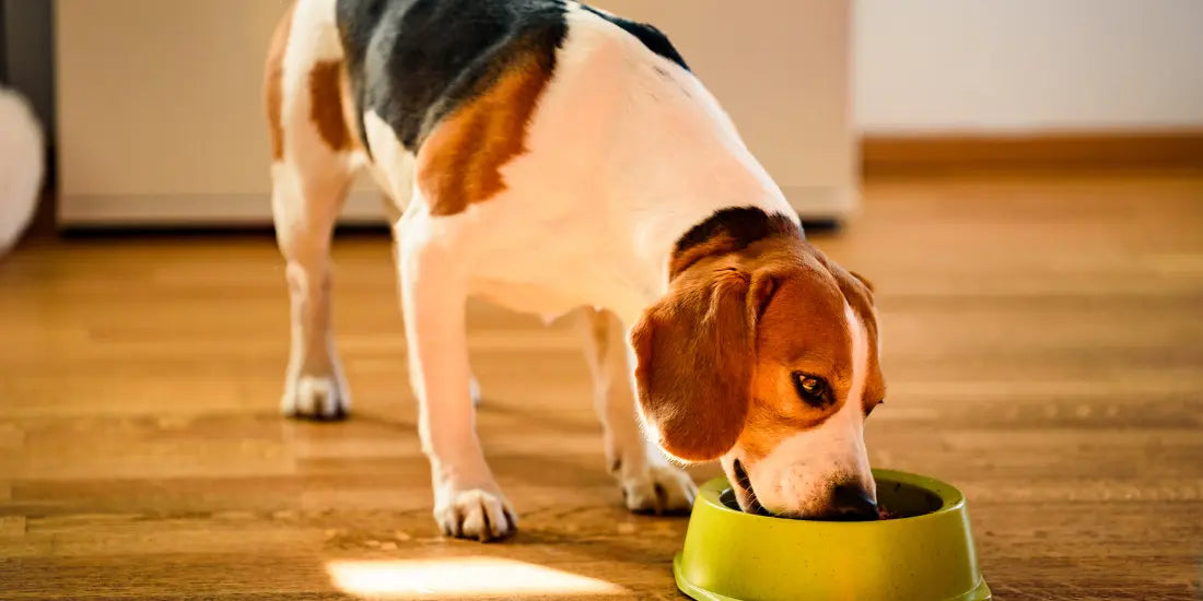 Beagle dog eating from green food bowl on wooden floor