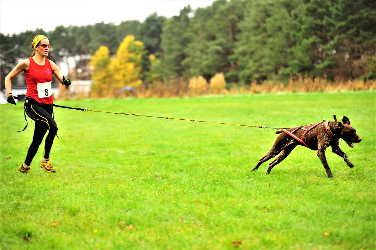 Dog running with owner in field for canicross exercise