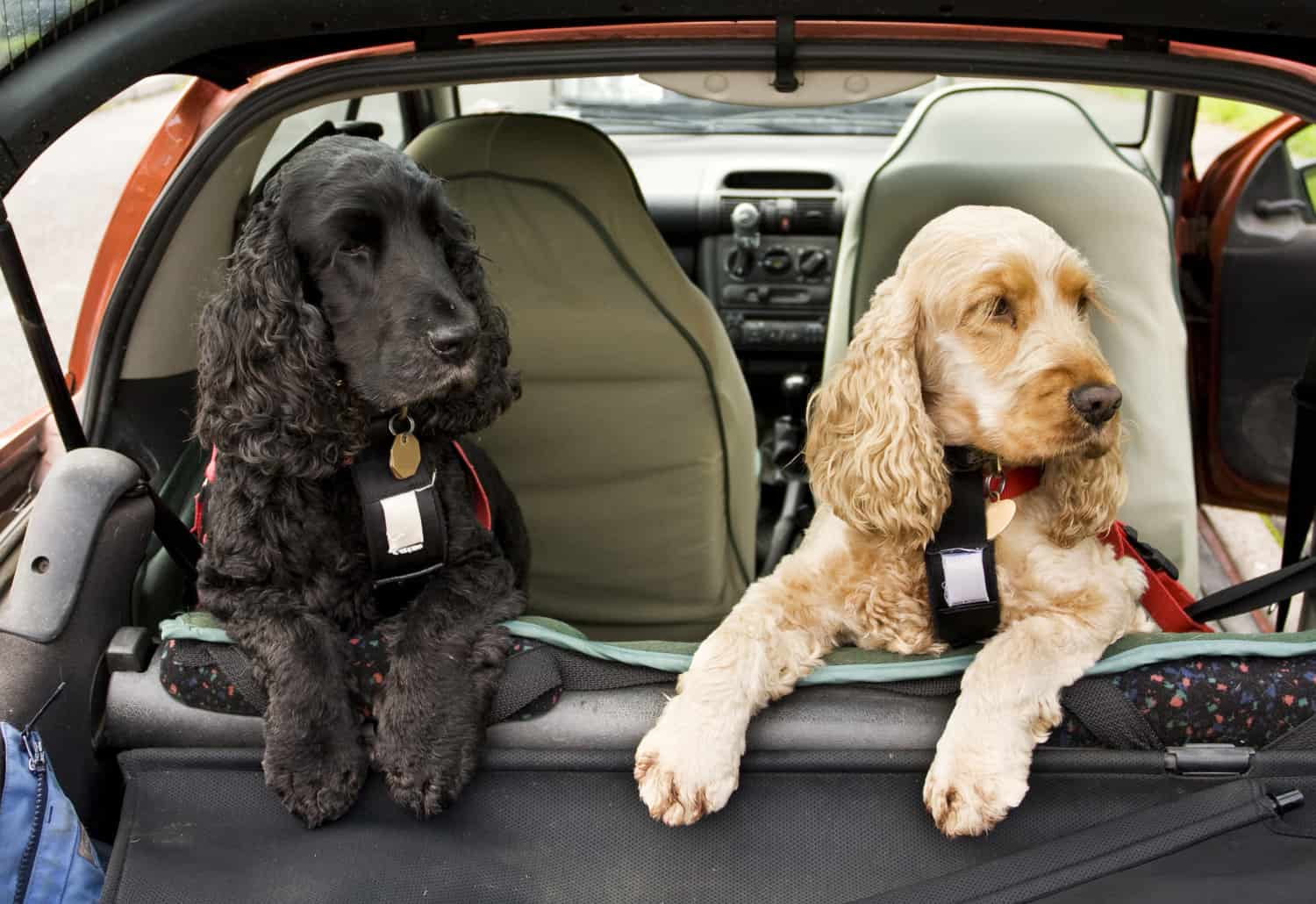 Cocker Spaniels secured in car for safe pet travel