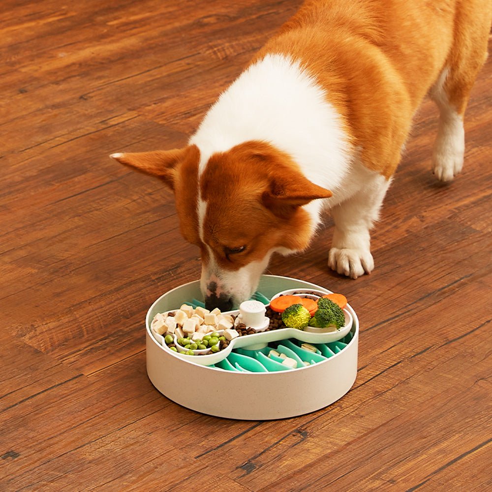 Corgi eating from healthy slow feeder dog food bowl