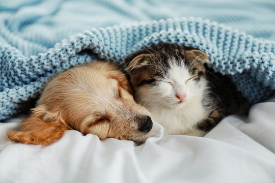 Cute puppy and kitten sleeping on blue blanket