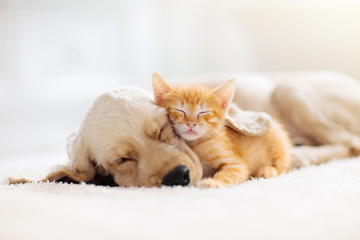 Cute kitten and puppy sleeping together