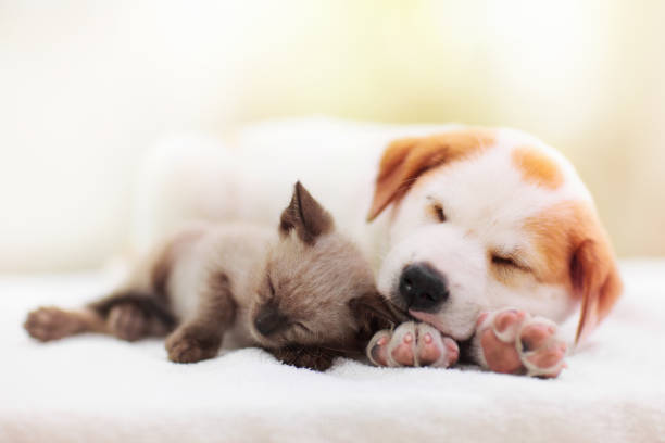Cute puppy and kitten sleeping together