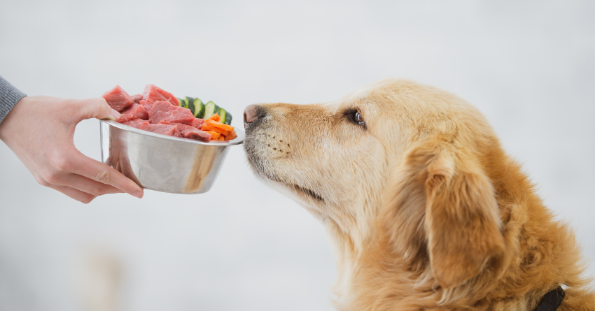 Golden Retriever eating from healthy food bowl