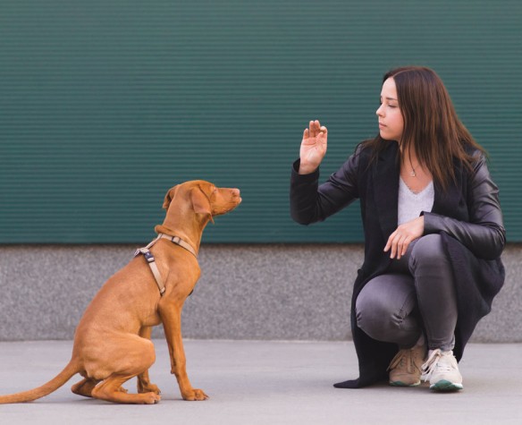 Professional dog trainer teaching sitting command