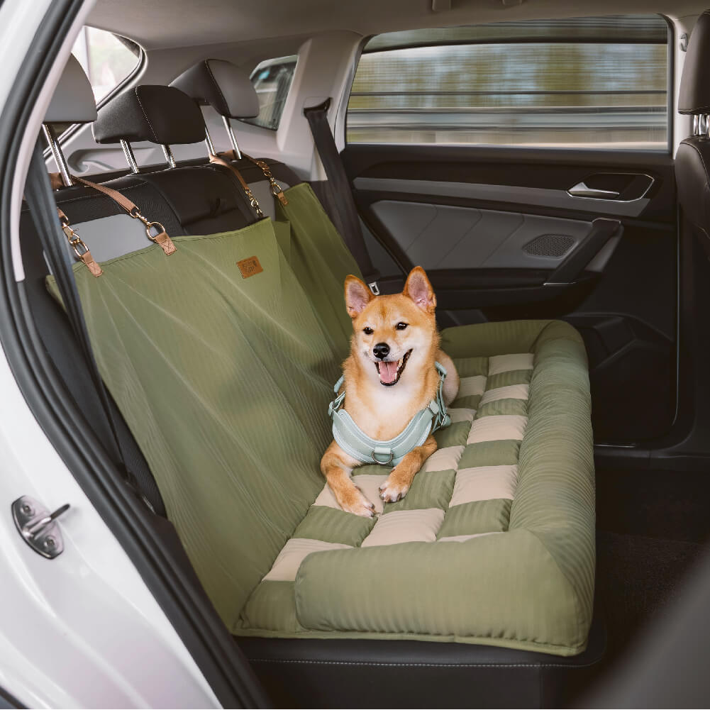 Shiba Inu dog in car with safety harness for travel