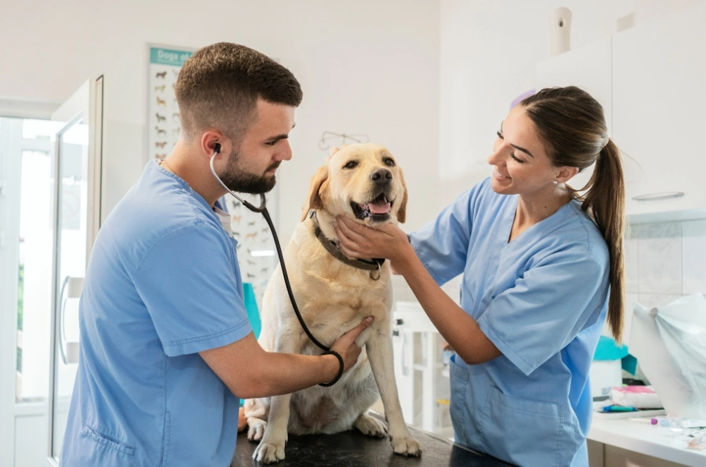 Veterinarian examining dog in clinic for health and safety